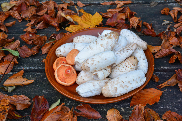 coprinus