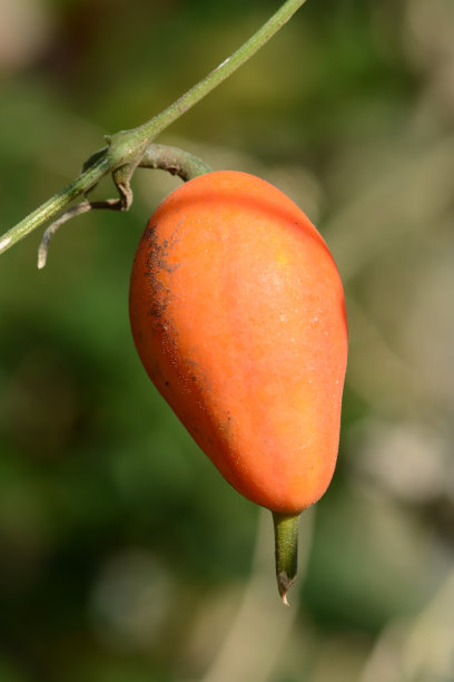 熟的,季节,花