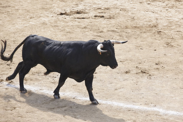 toro