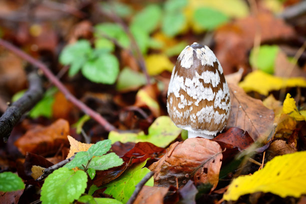 coprinus