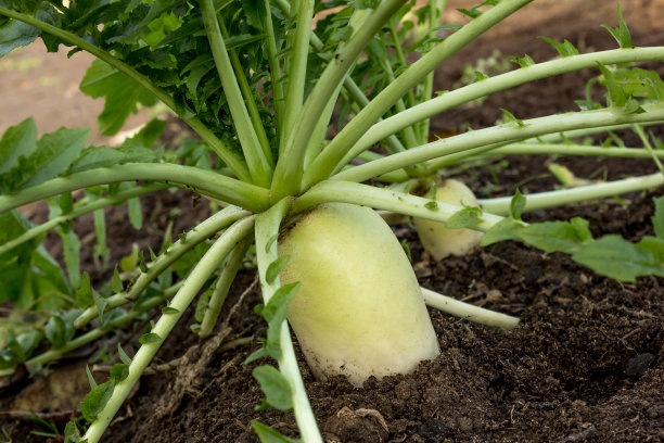 radishes