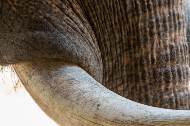 ivory