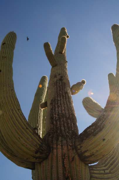 ocotillo