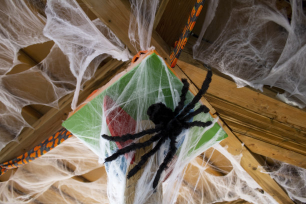 spider