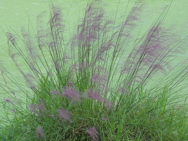 wispy