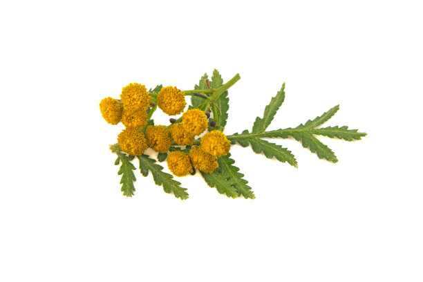 tanacetum