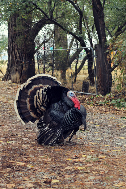 turkey