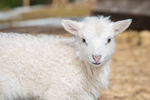lamb