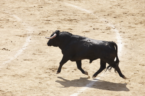 toro