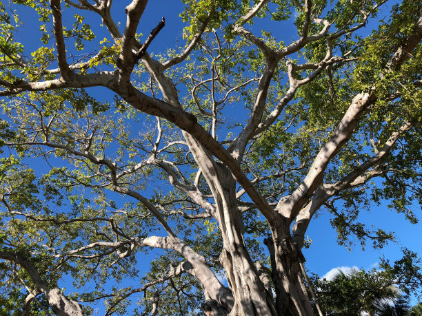 banyan