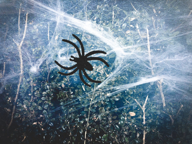 spider