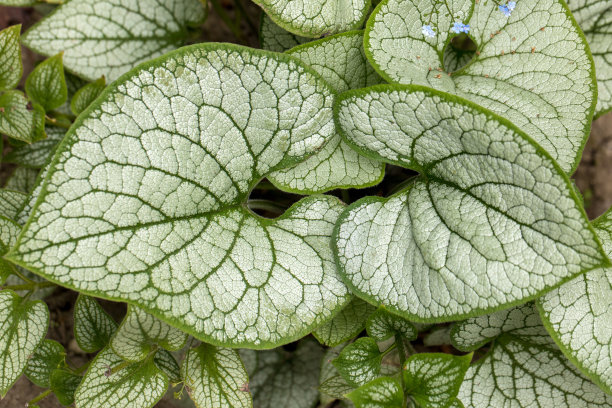 brunnera
