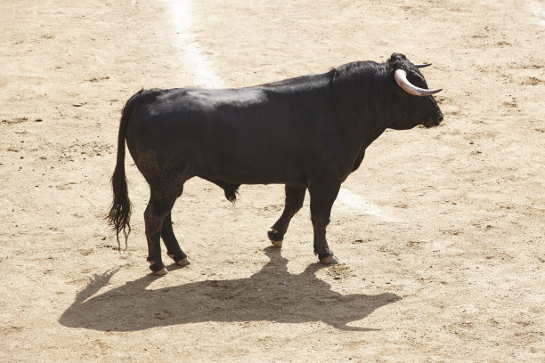 toro
