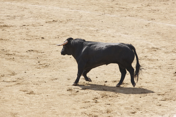 toro