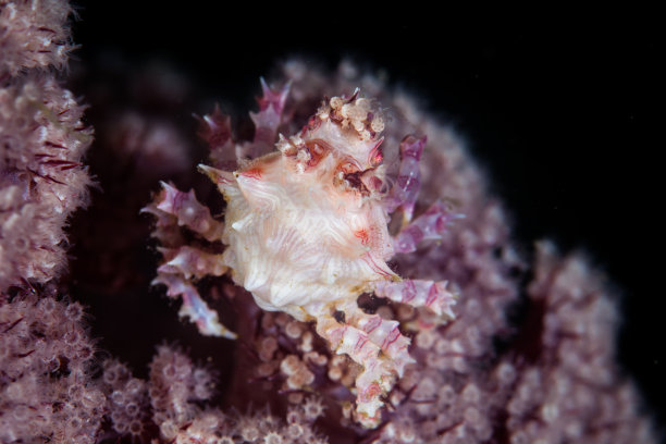 软珊瑚蟹