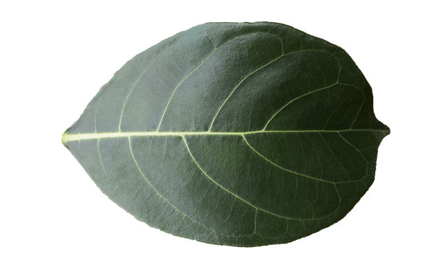 叶子,植物学,植物