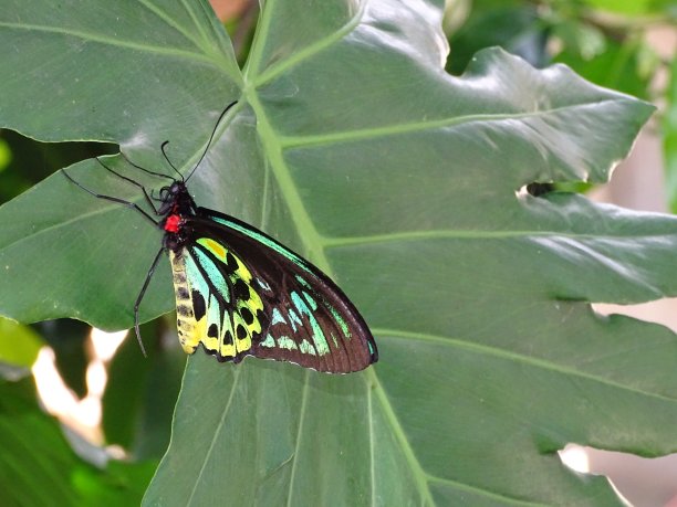 ornithoptera