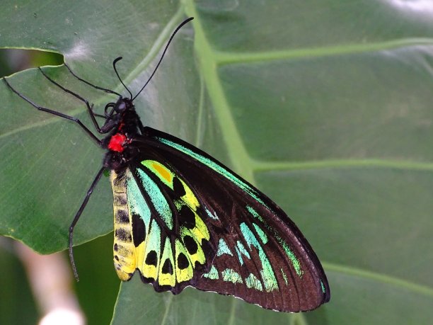 ornithoptera