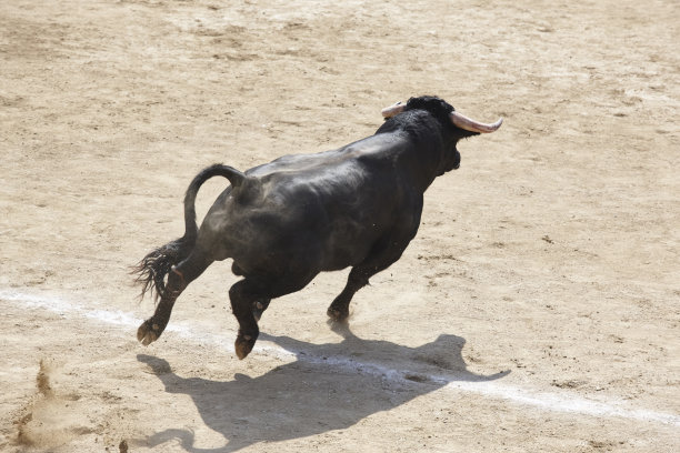 toro