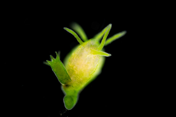 cnidaria