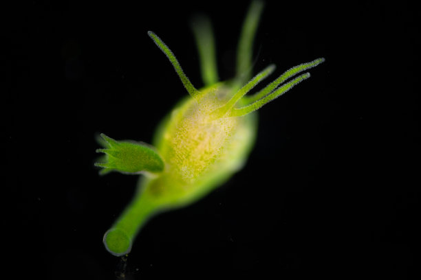 cnidaria