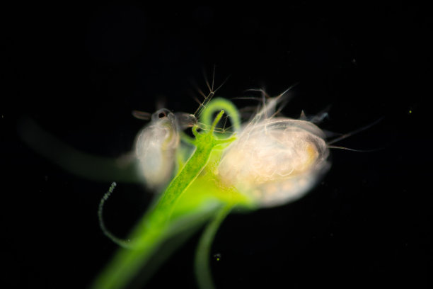 cnidaria