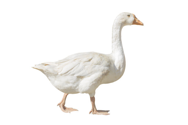 goose