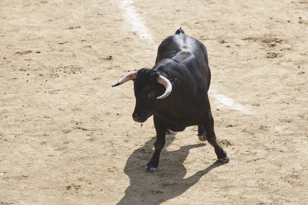 toro