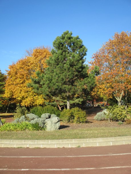 落叶树,季节,秋天