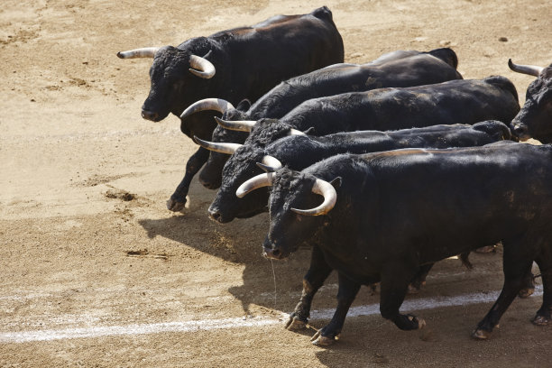 toro