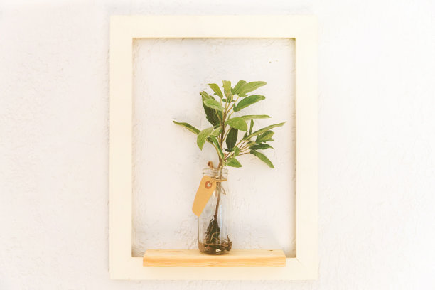 荆棘,室内植物,仙人掌