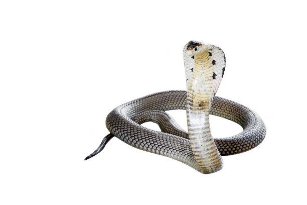 cobra
