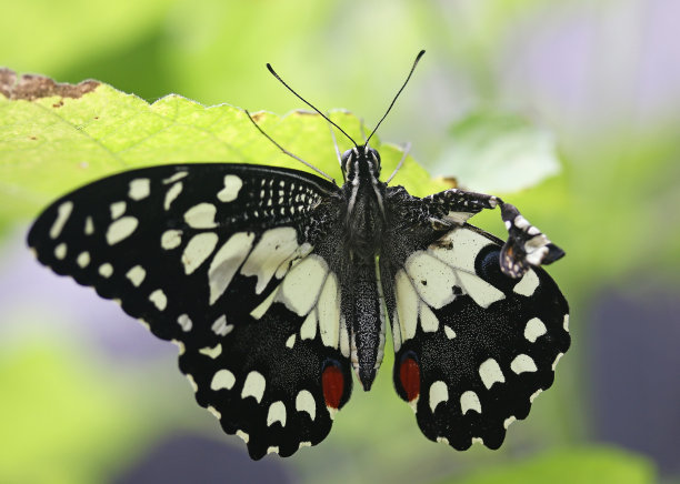 ornithoptera
