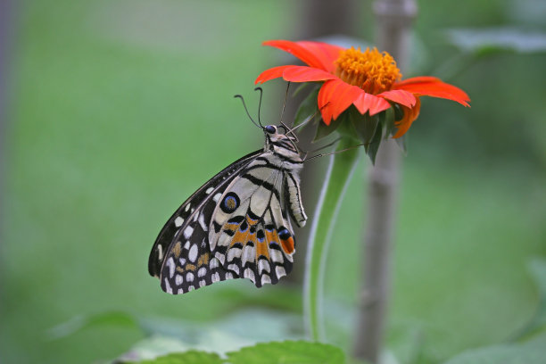 ornithoptera