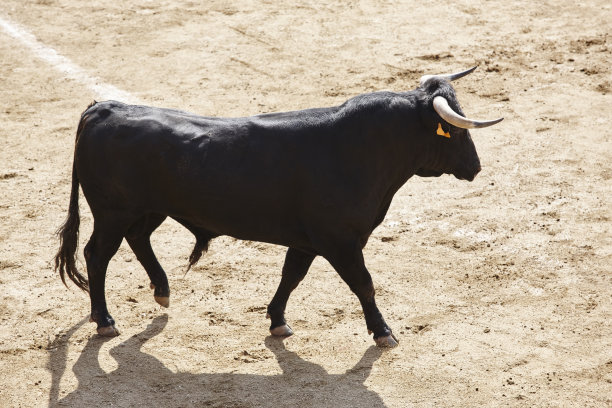 toro