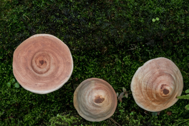花卉造型蘑菇