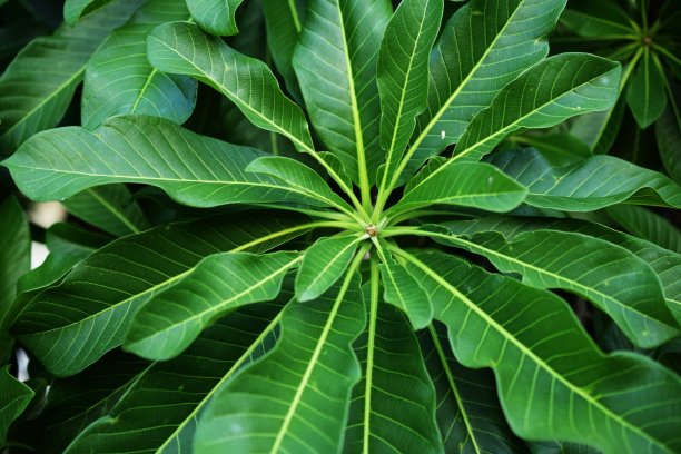 植物,叶子,植物学