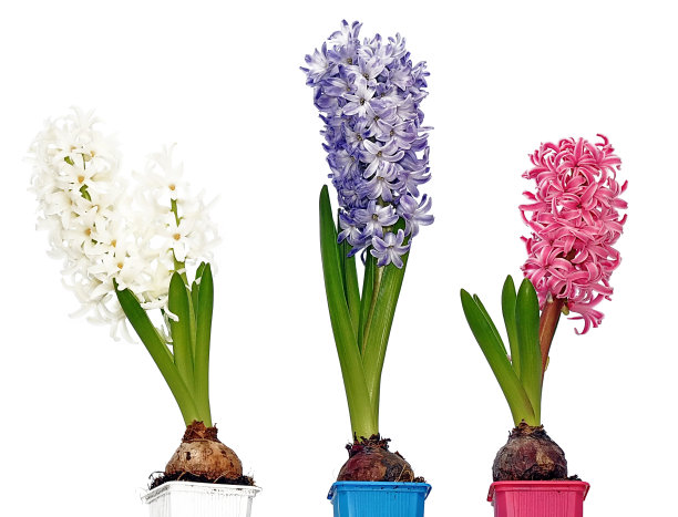 hyacinth