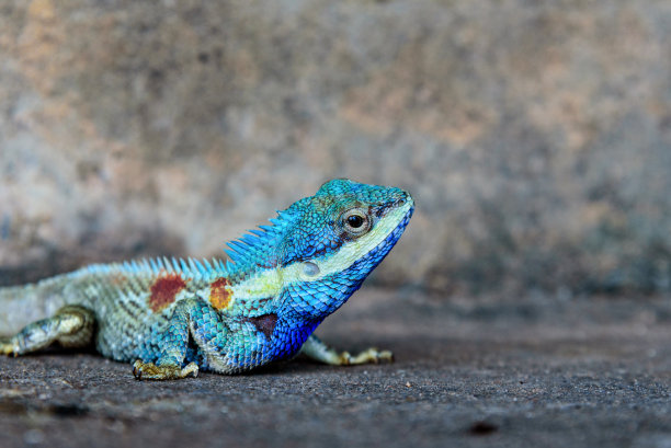chamaeleon