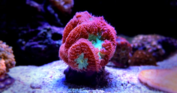 corals