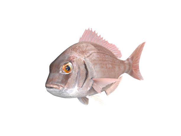 snapper