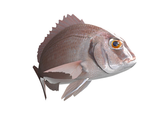 snapper