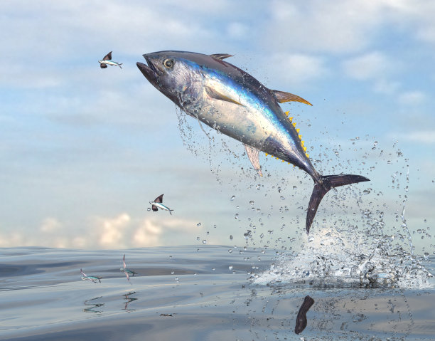 tuna