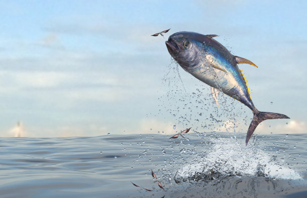 tuna
