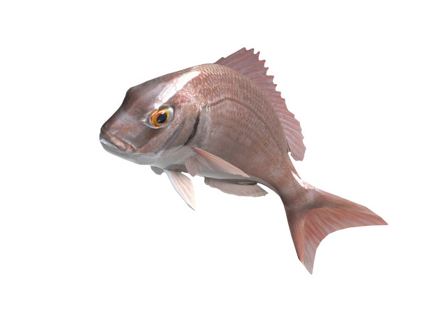 snapper