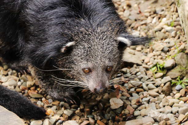 civet