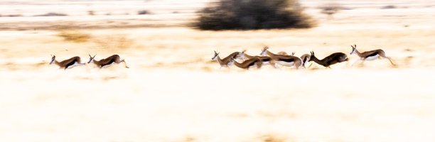 antelope