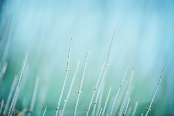 wispy