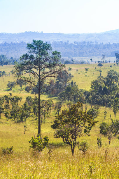 savanna