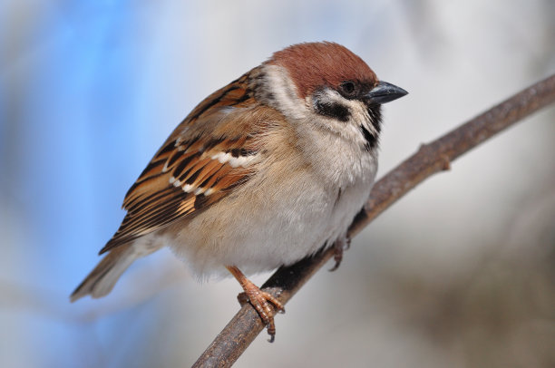sparrow